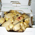 Air-Dried Ginger
